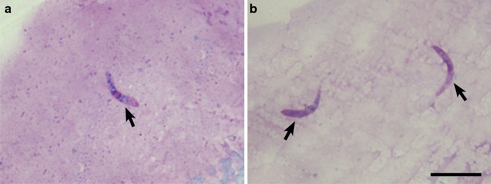 Fig. 2