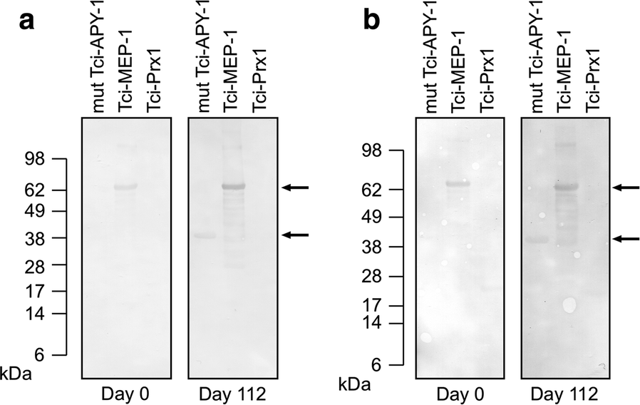 Fig. 4