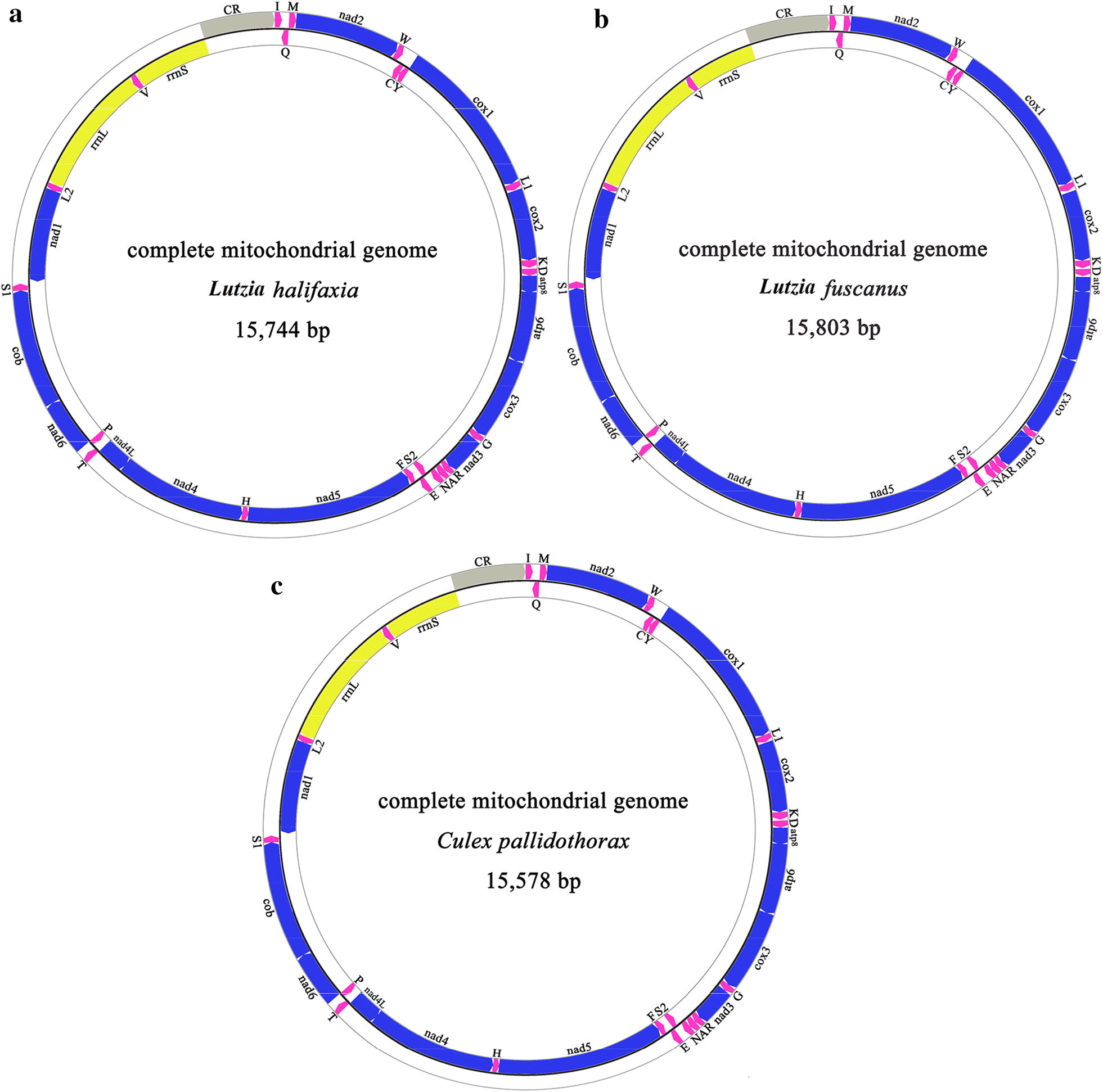 Fig. 1