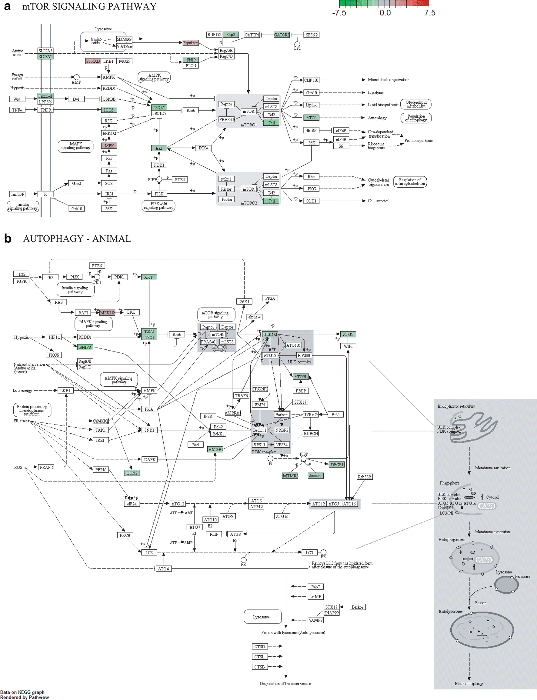 Fig. 2