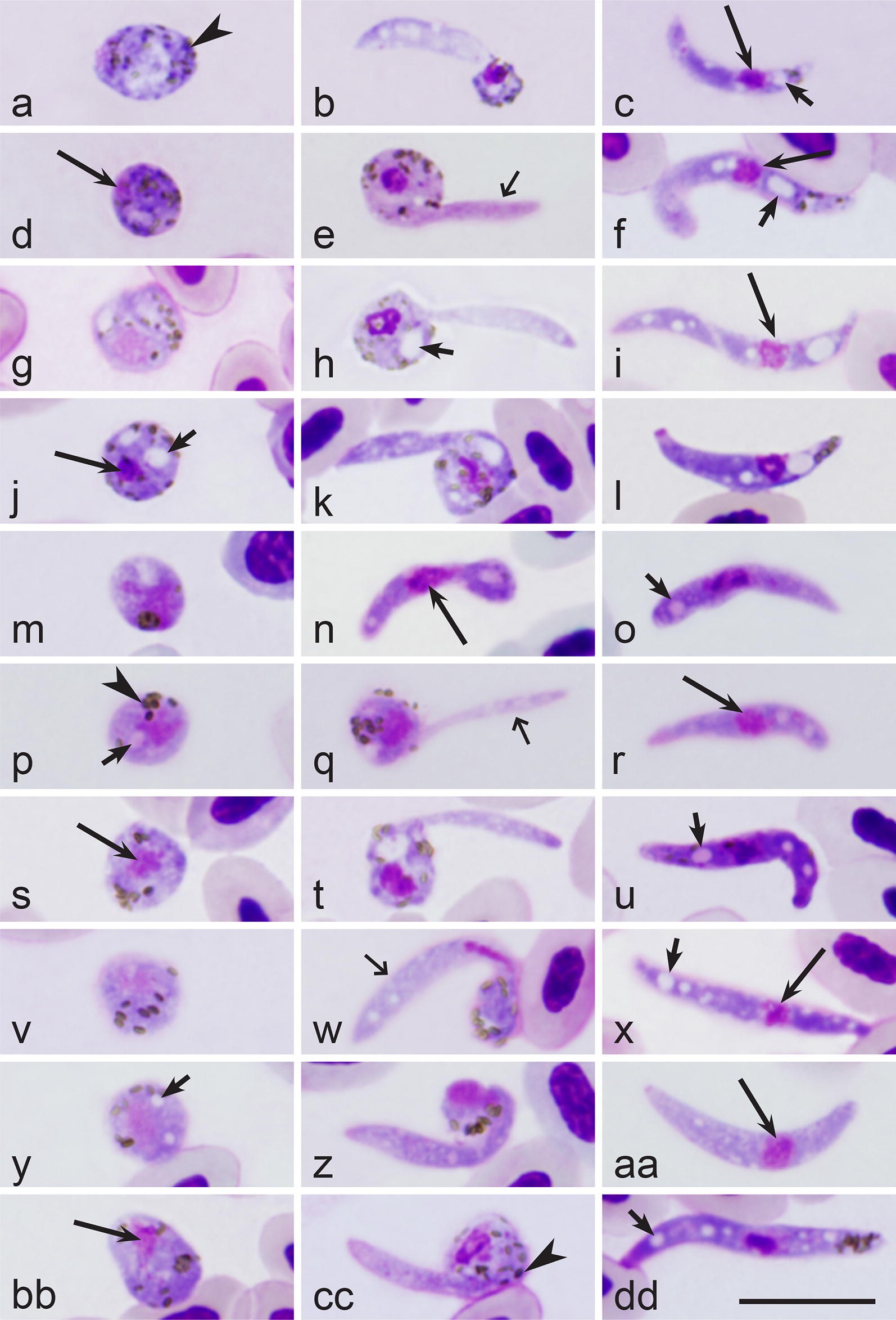 Sporogony Of Four Haemoproteus Species Haemosporida Haemoproteidae With Report Of In Vitro Ookinetes Of Haemoproteus Hirundinis Phylogenetic Inference Indicates Patterns Of Haemosporidian Parasite Ookinete Development Parasites Vectors Full