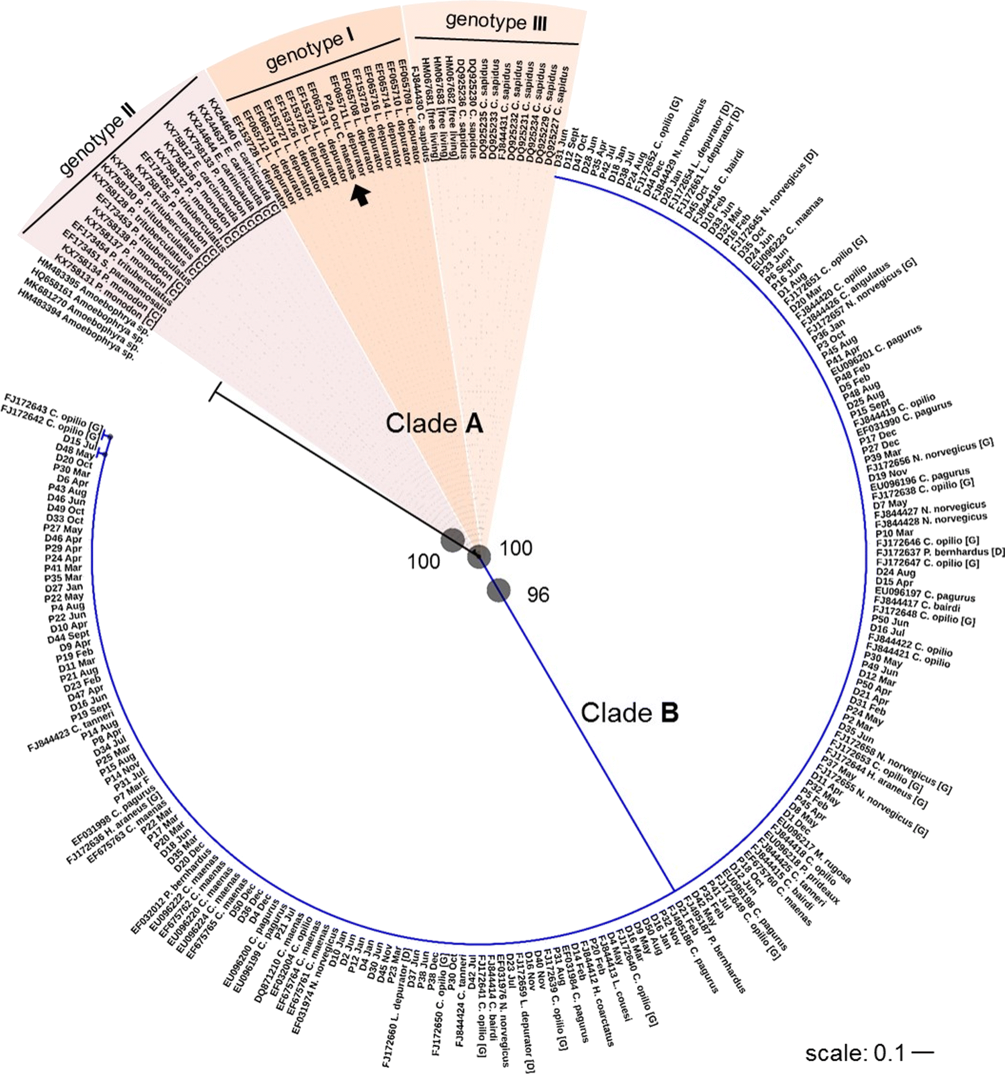 Fig. 7