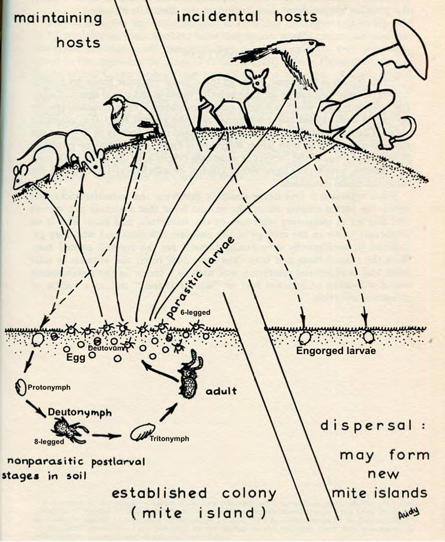 Fig. 15