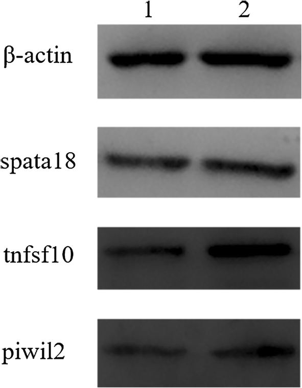 Fig. 6