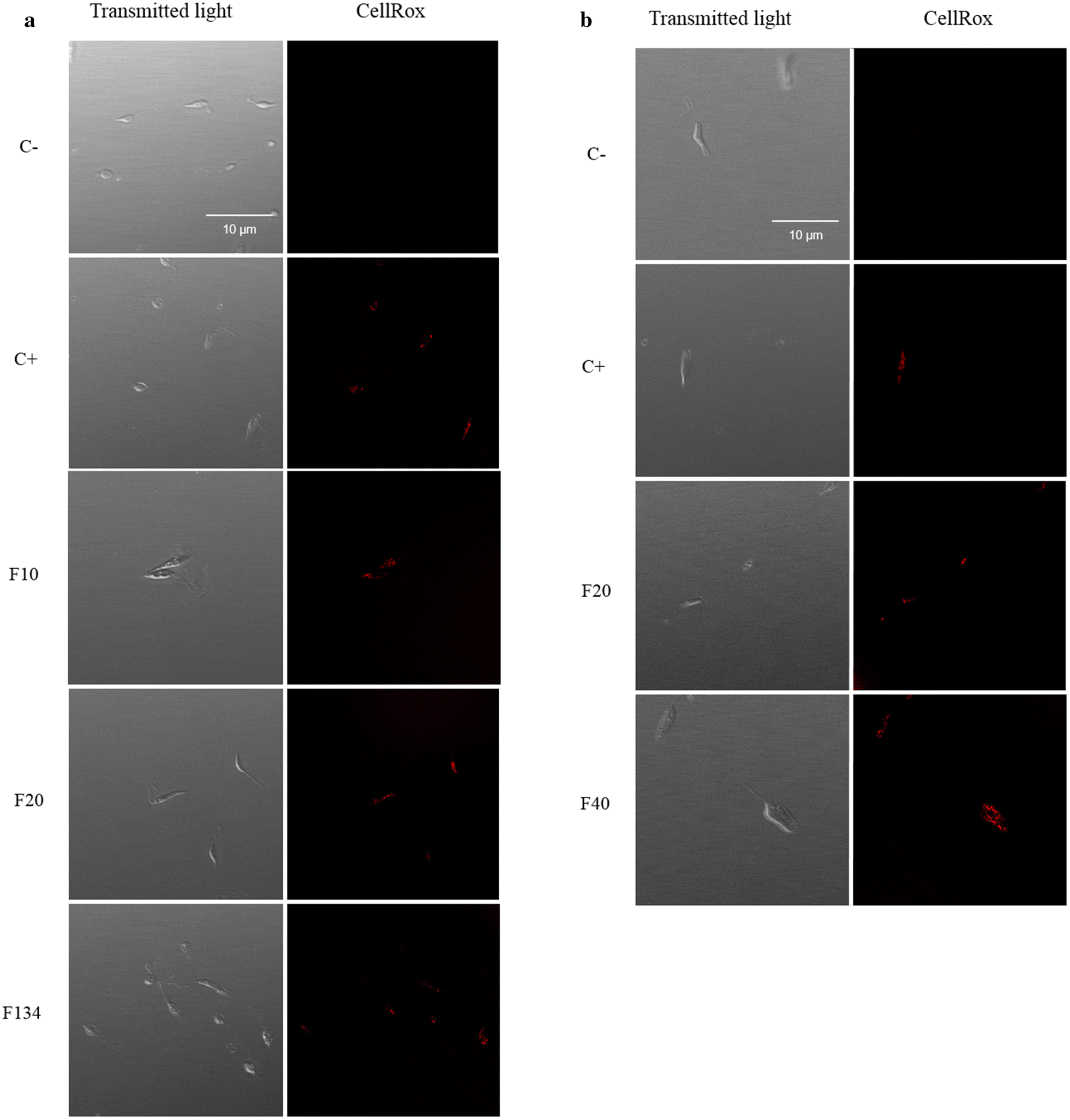 Fig. 7