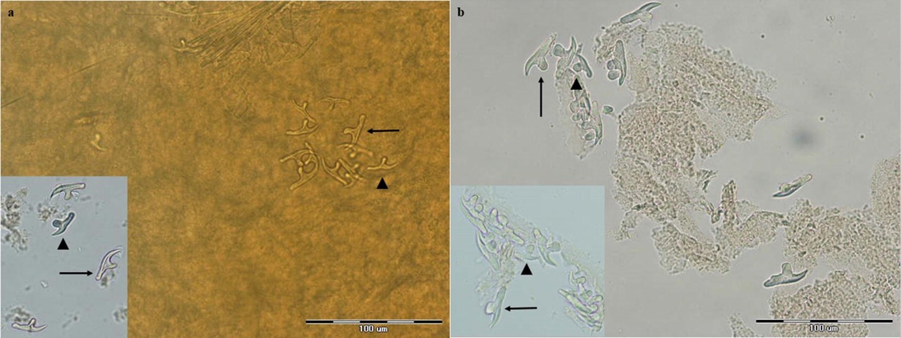 Fig. 6