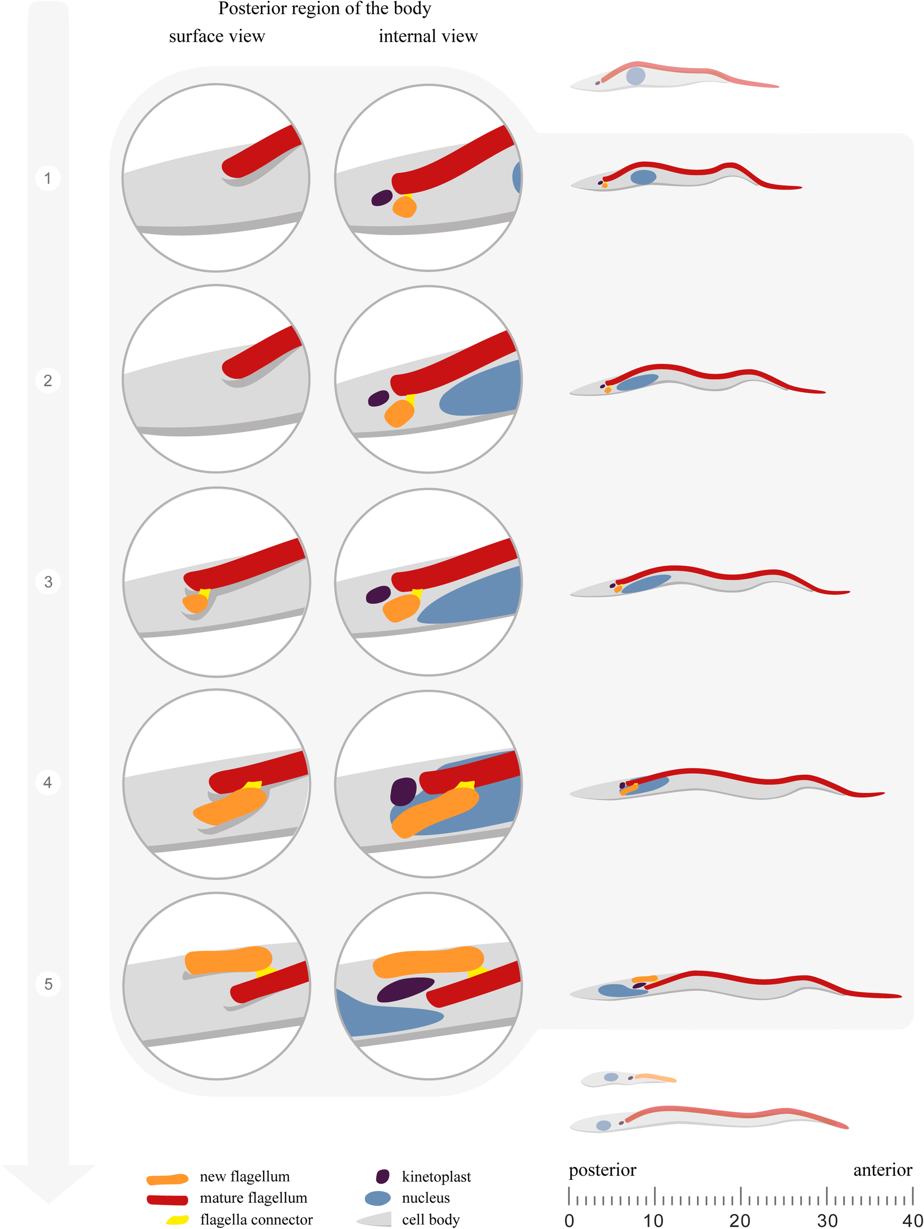 Fig. 7