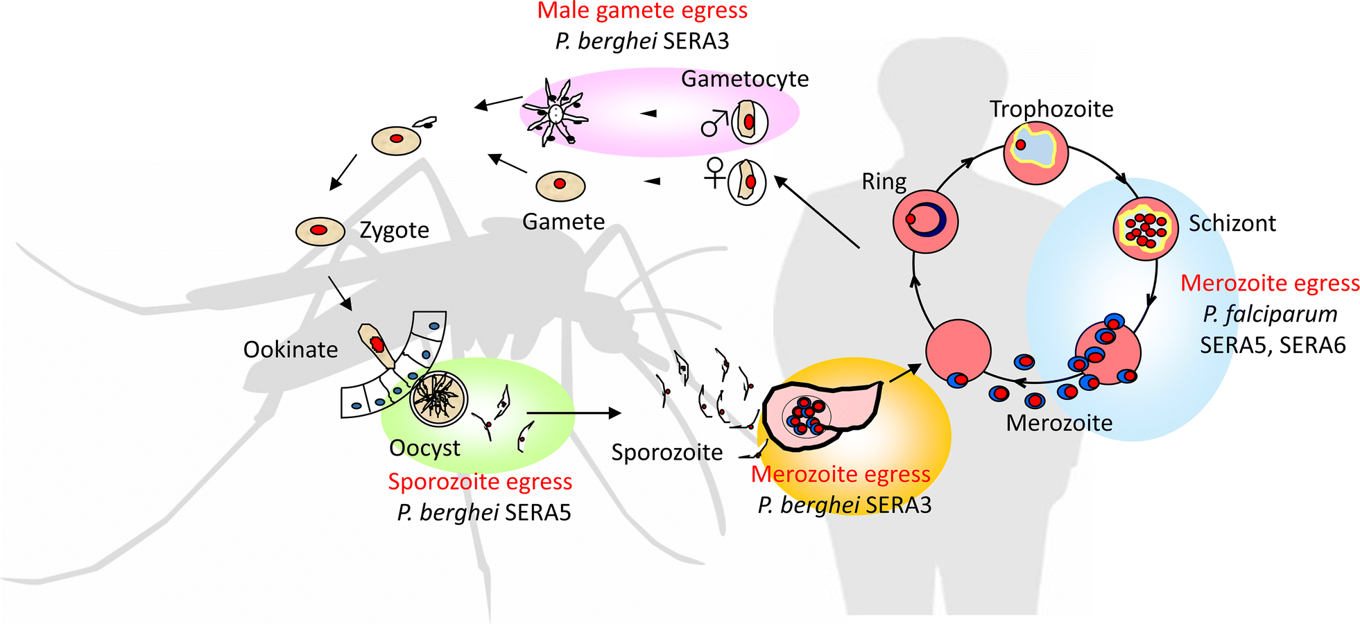 Fig. 4