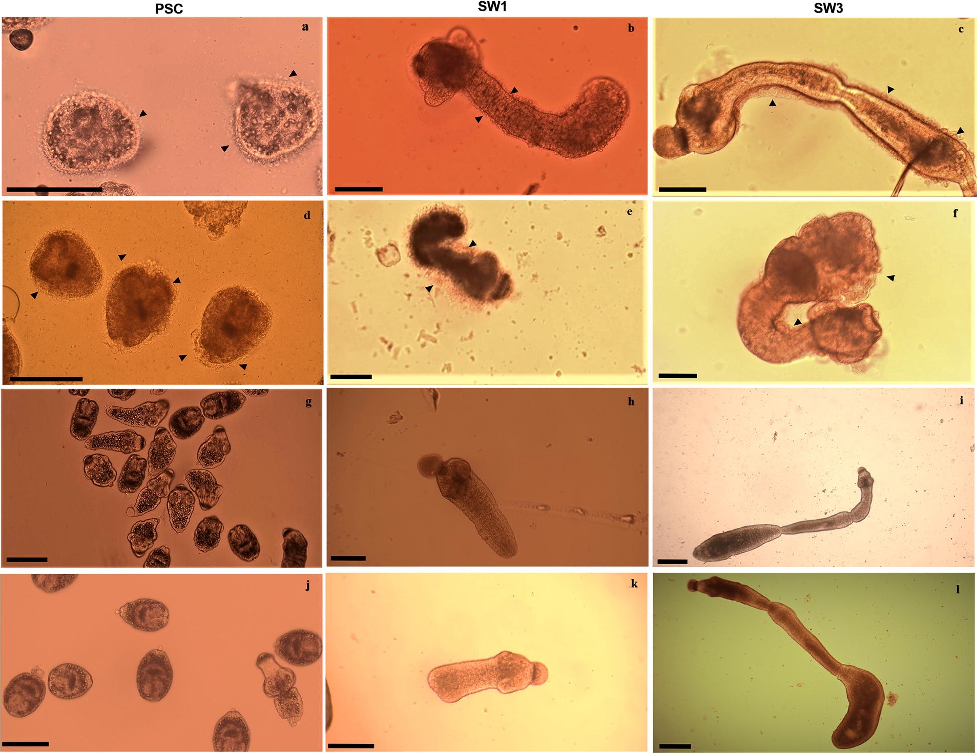 Fig. 2