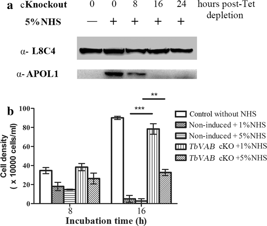 Fig. 6