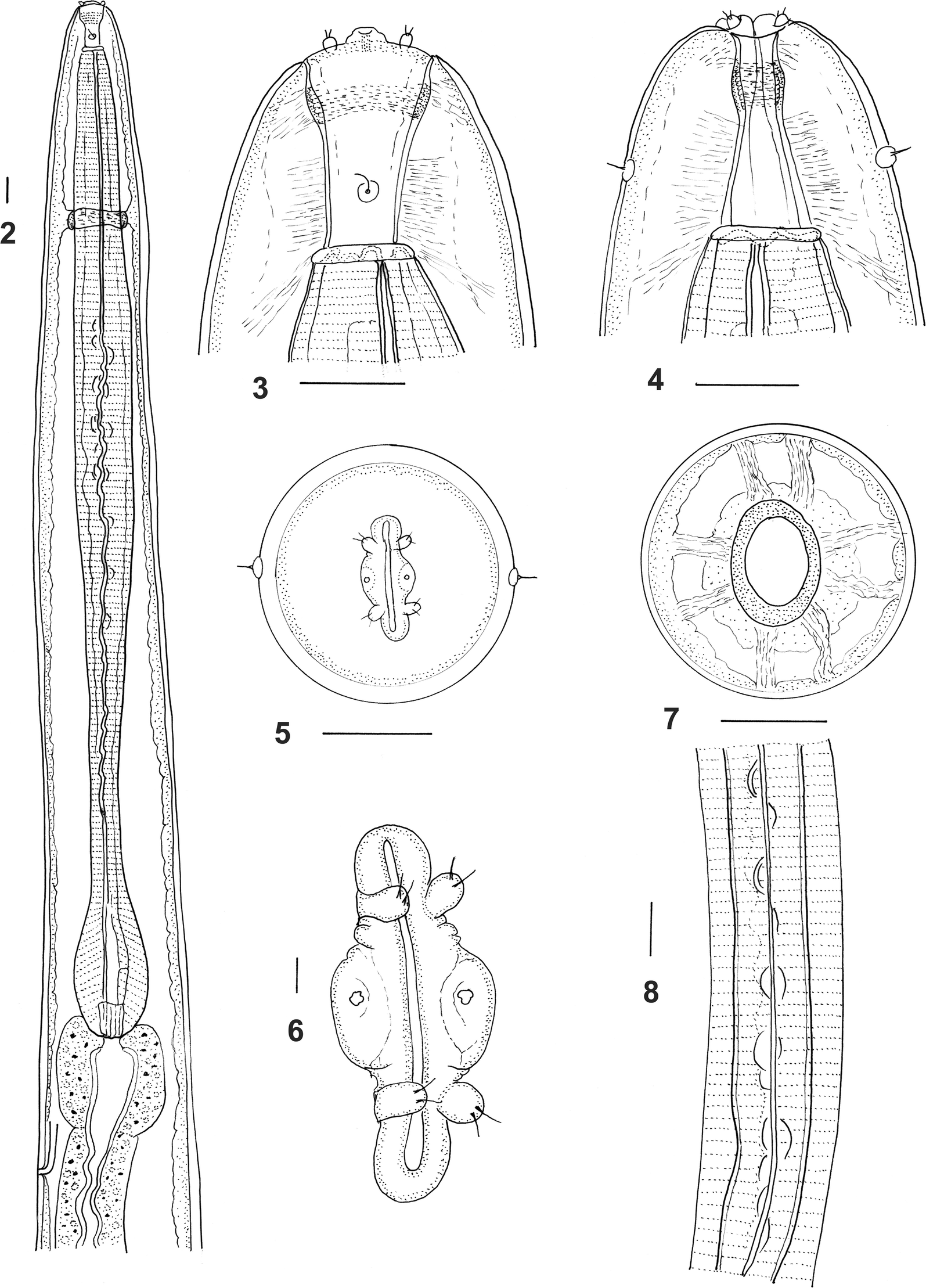 Figs. 2–8