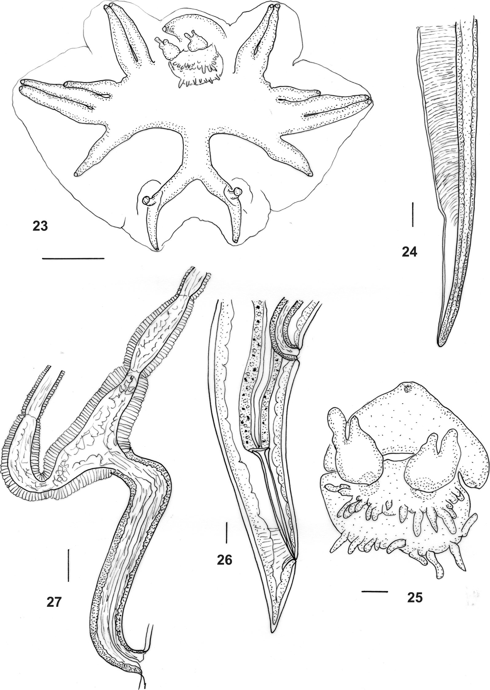 Figs. 23–27