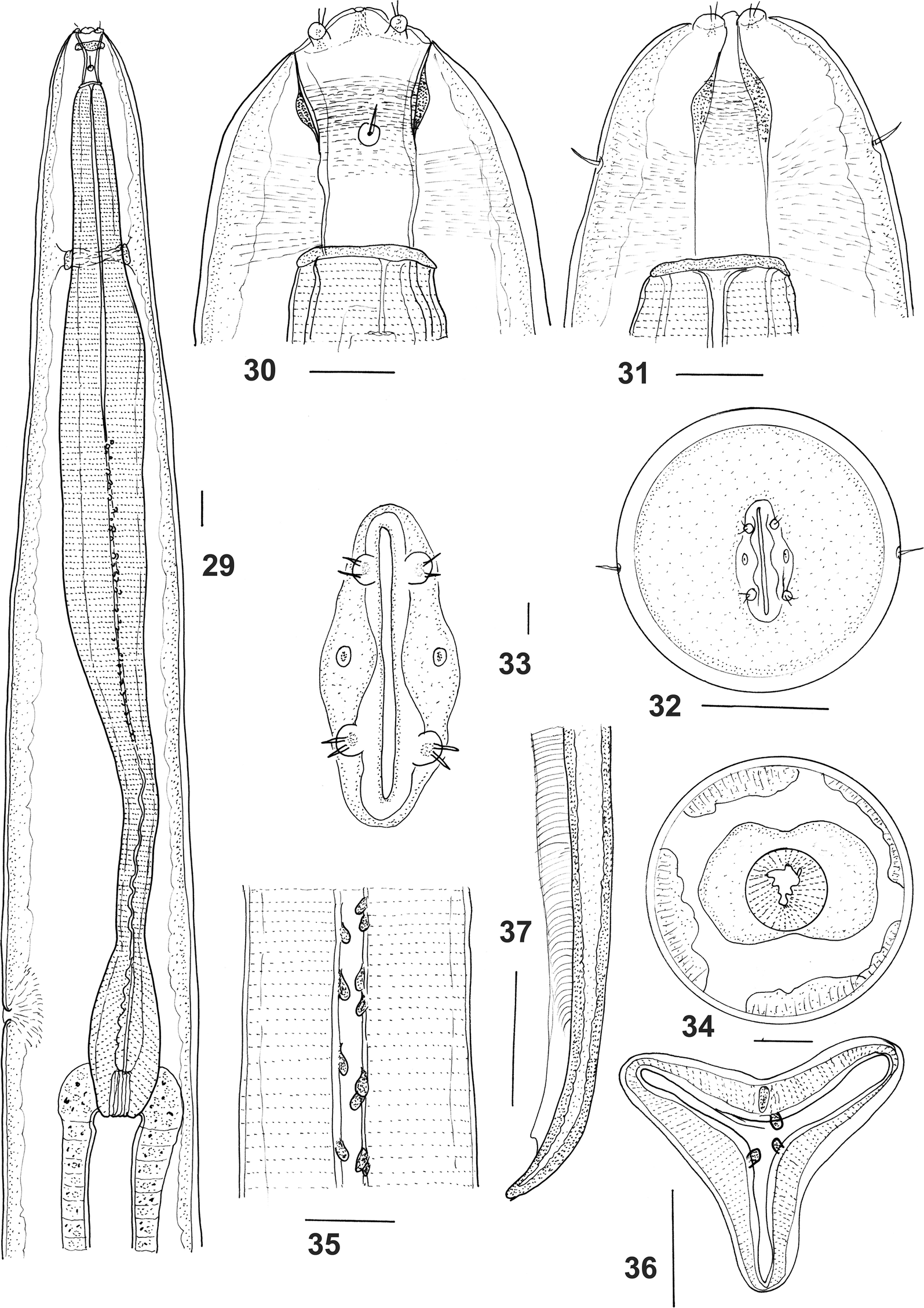 Figs. 29–37