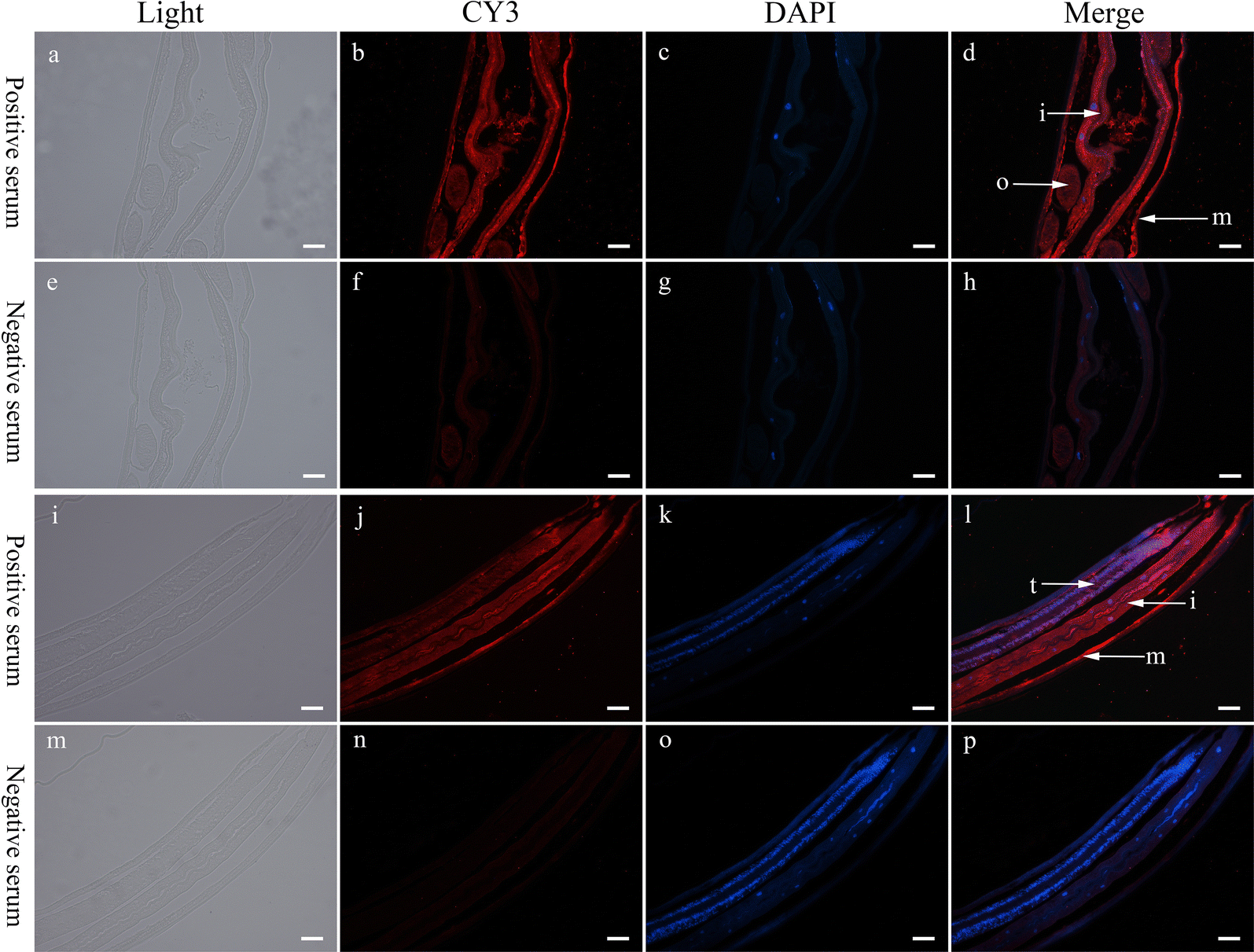 Fig. 3