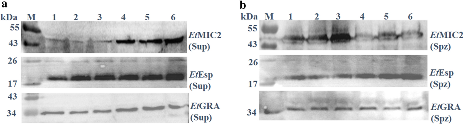 Fig. 6