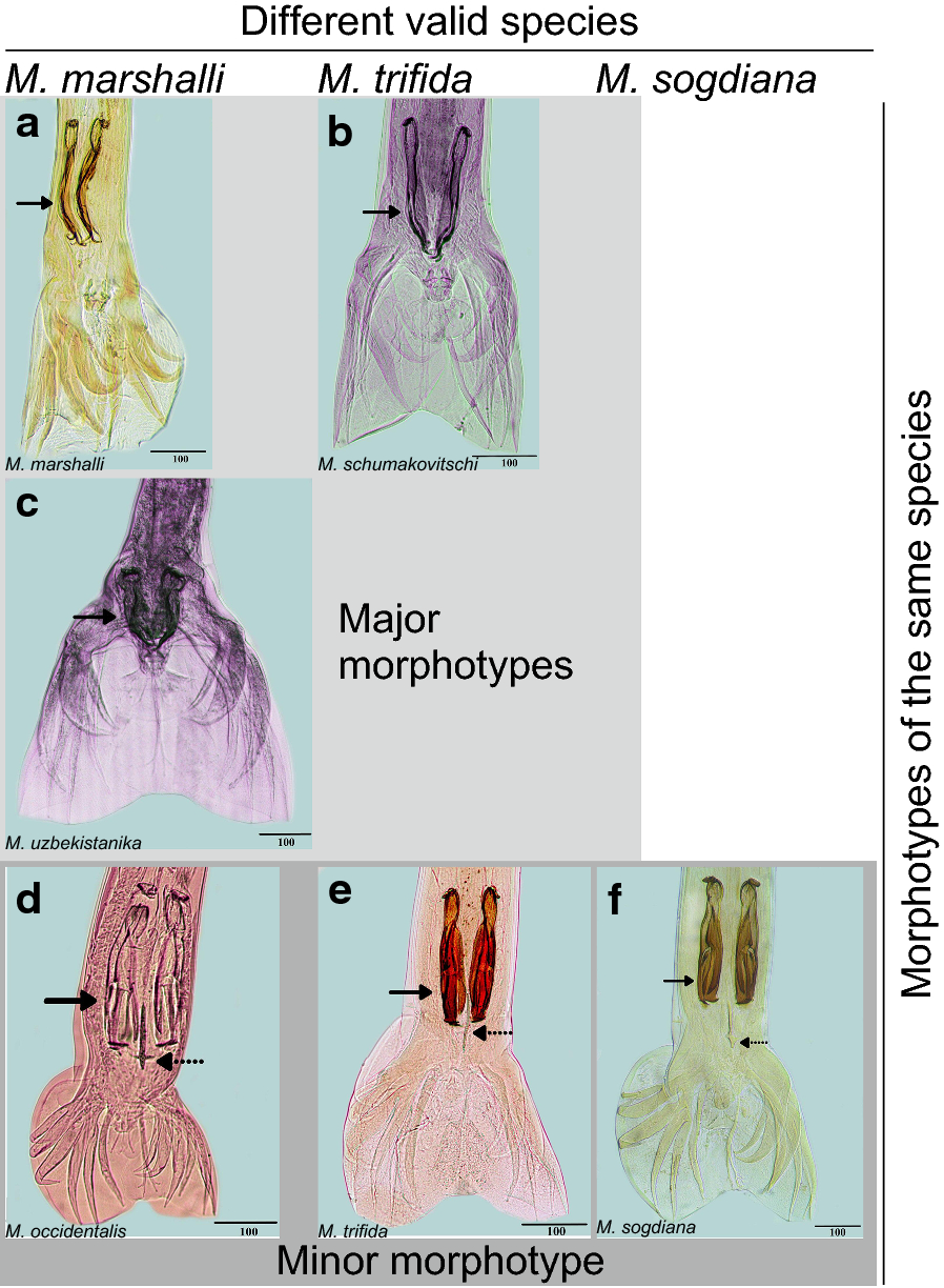 Fig. 1