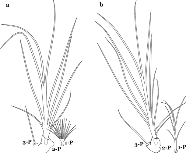 Fig. 62