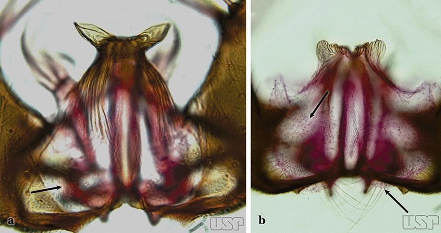 Fig. 24