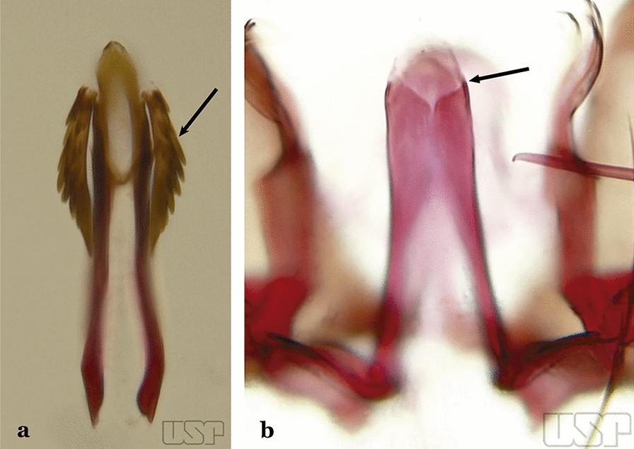 Fig. 27