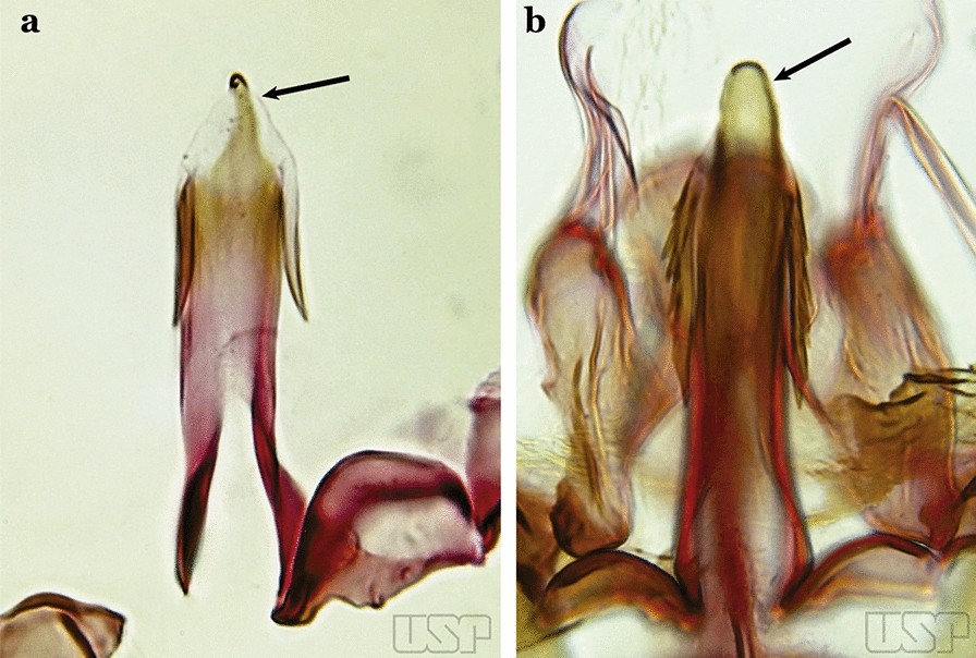 Fig. 28