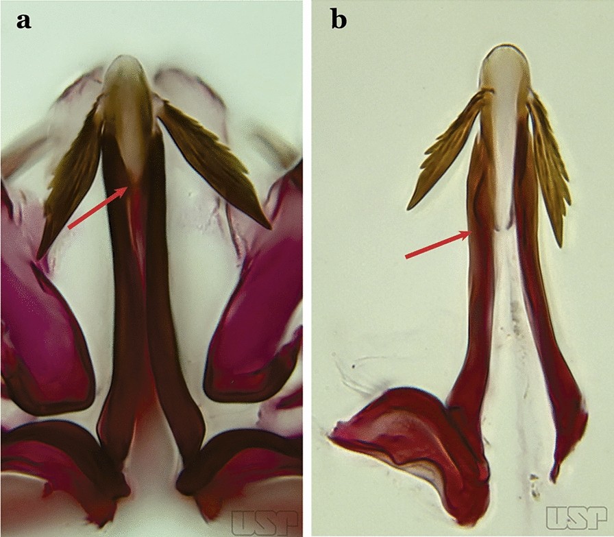 Fig. 33