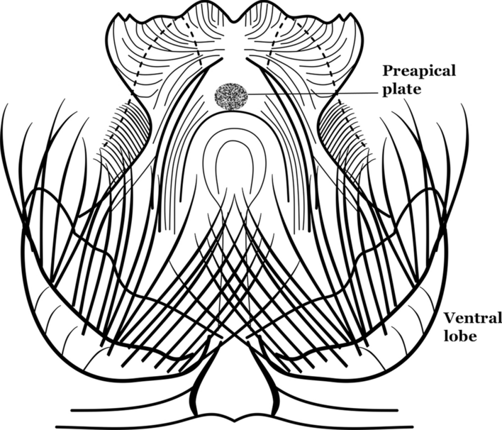 Fig. 5