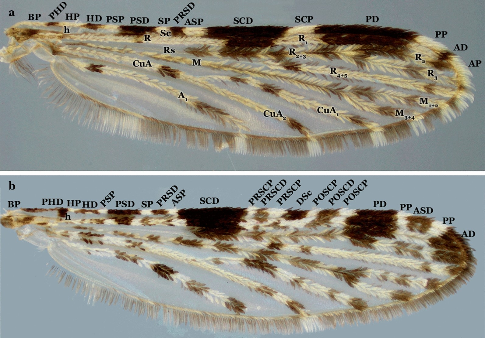 Fig. 8