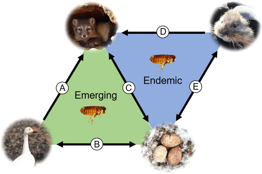 Fig. 2