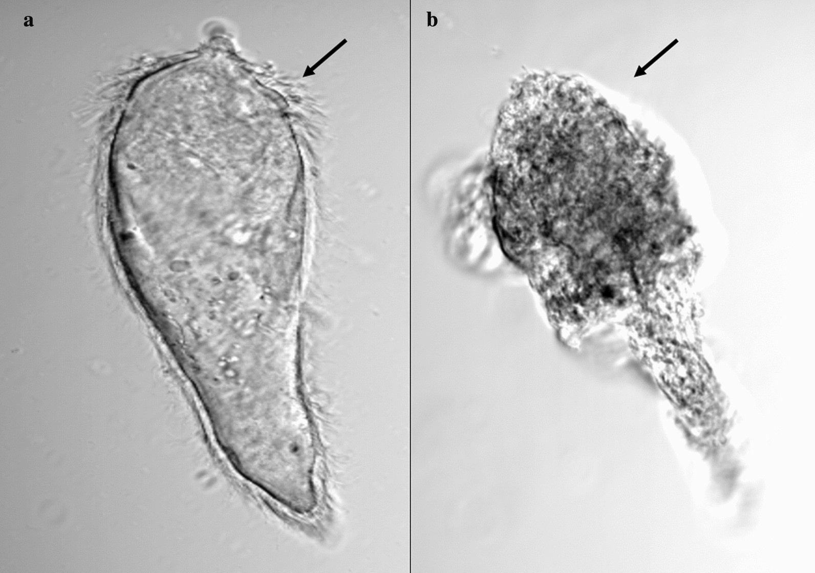 Fig. 5