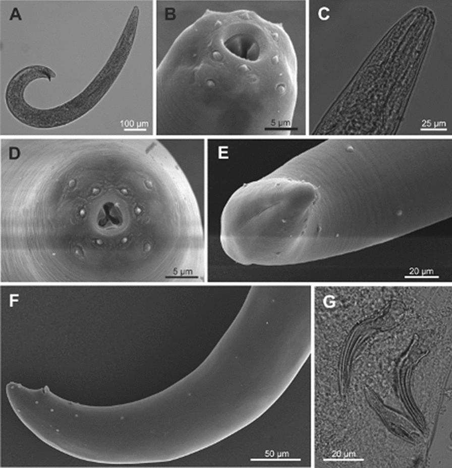 Fig. 1