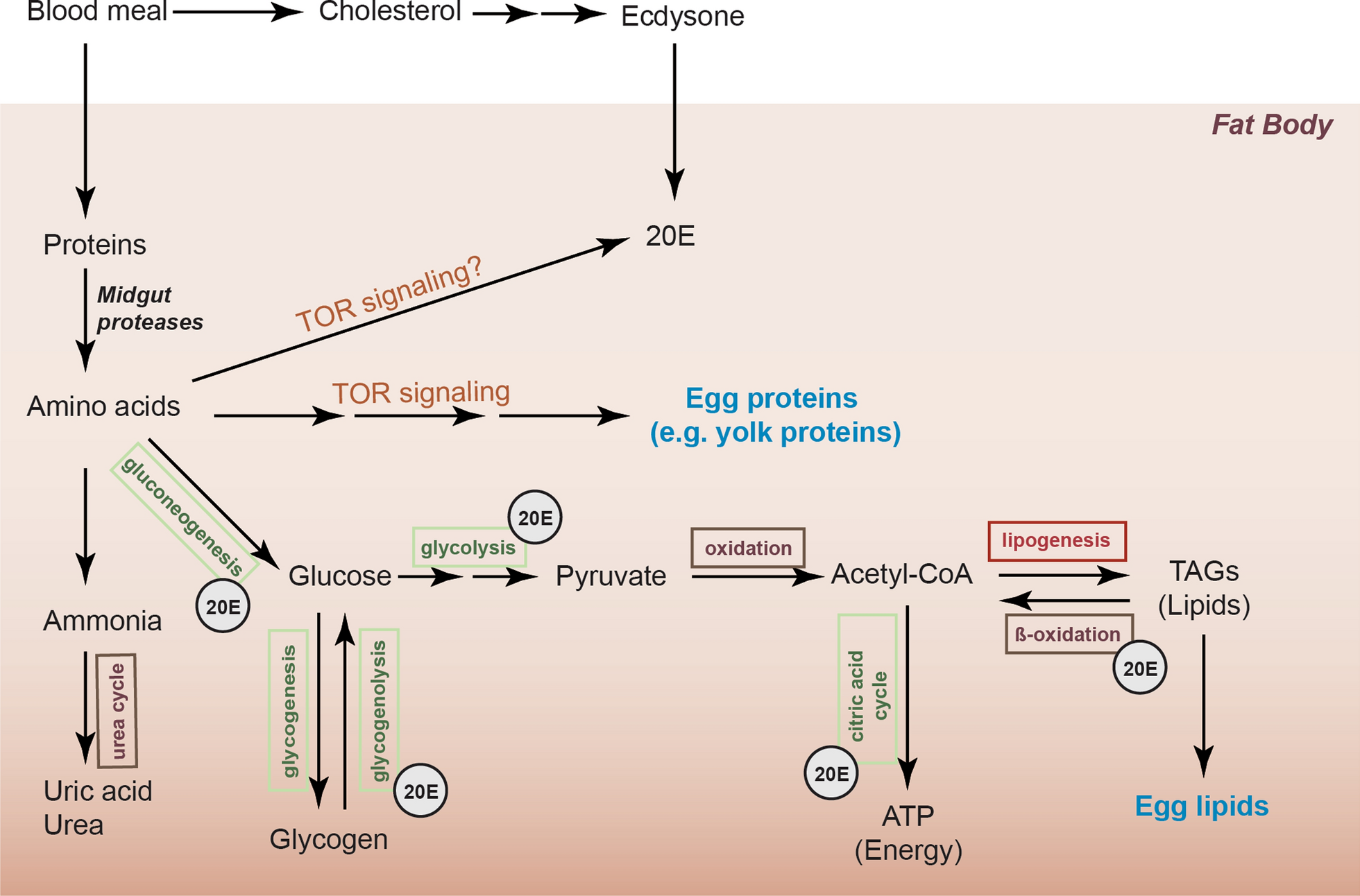 Fig. 3