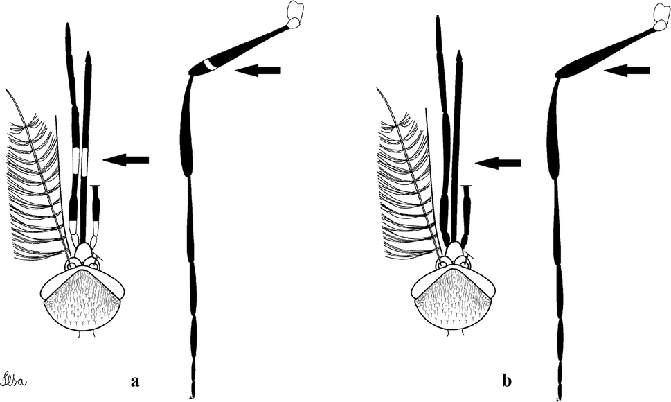 Fig. 19