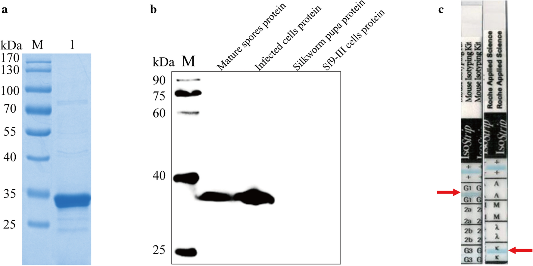 Fig 1.