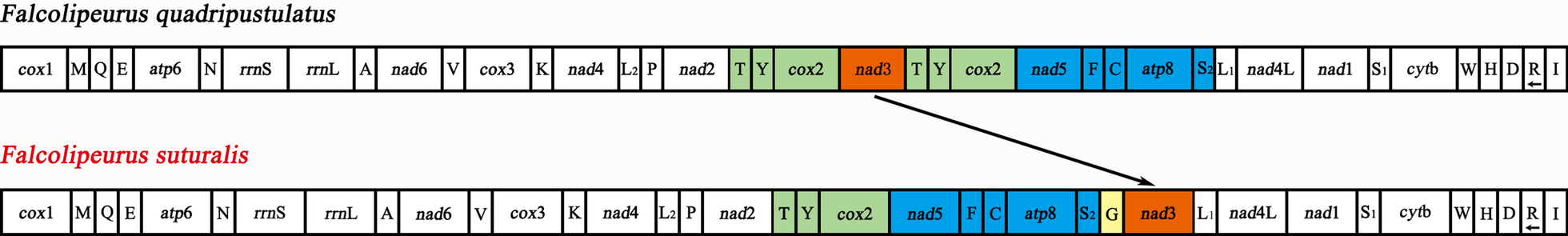 Fig. 5