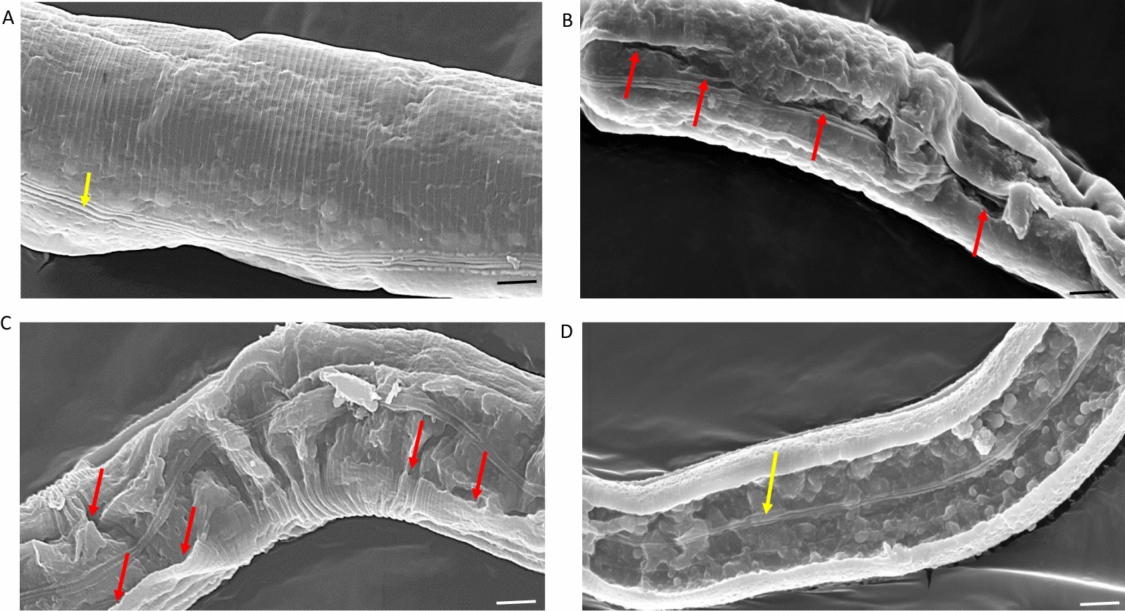 Fig. 5