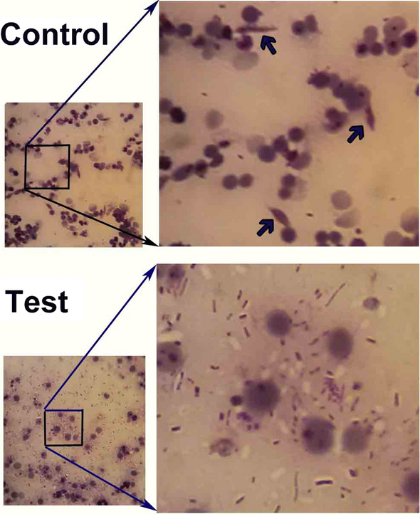 Fig. 5