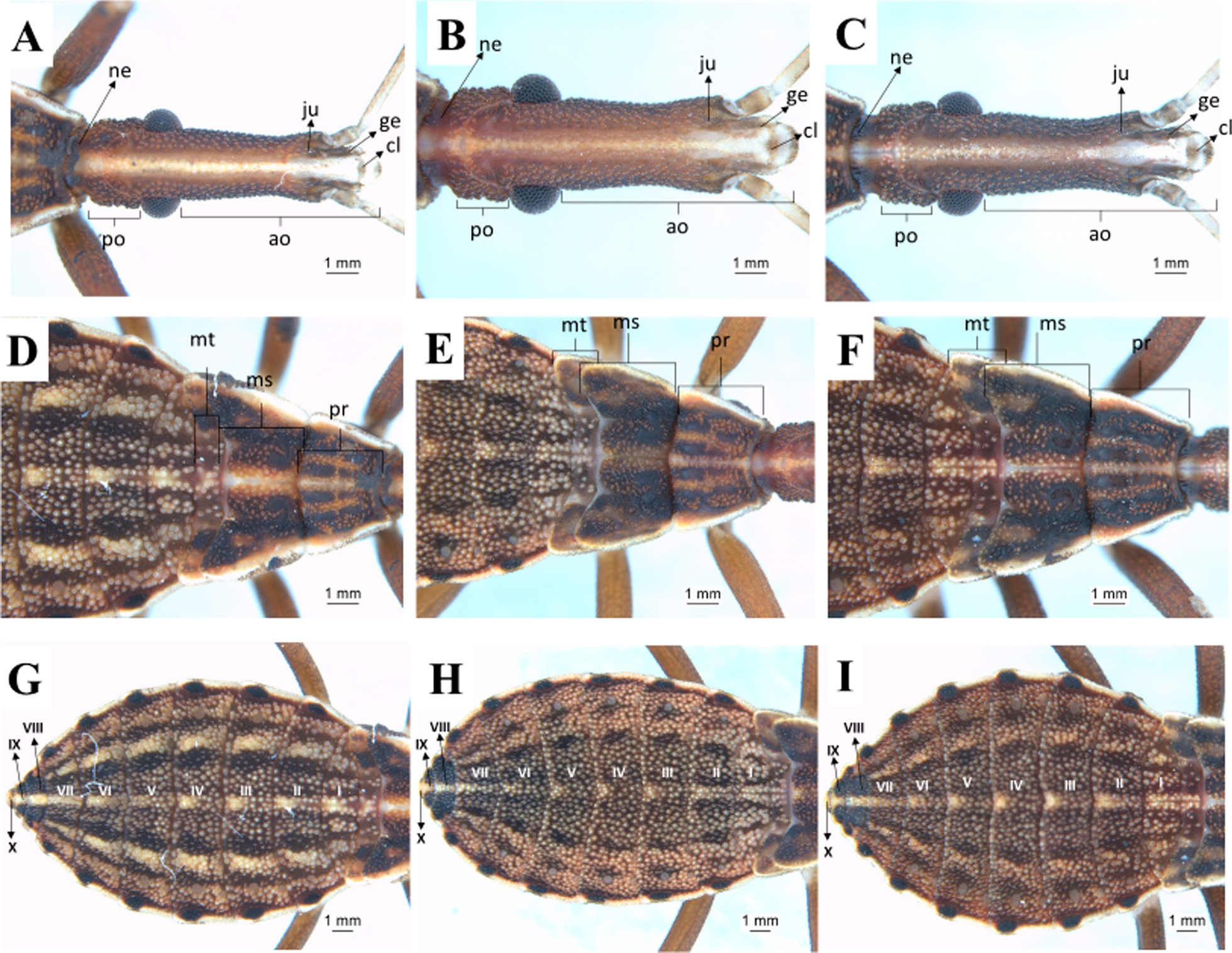 Fig. 9