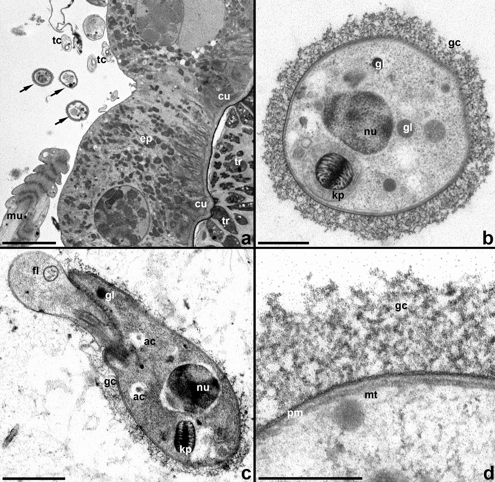 Fig. 10