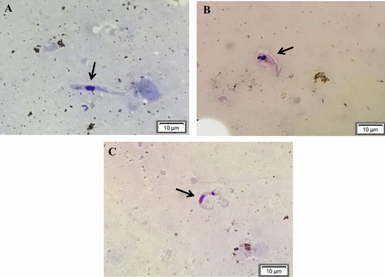 Fig. 3