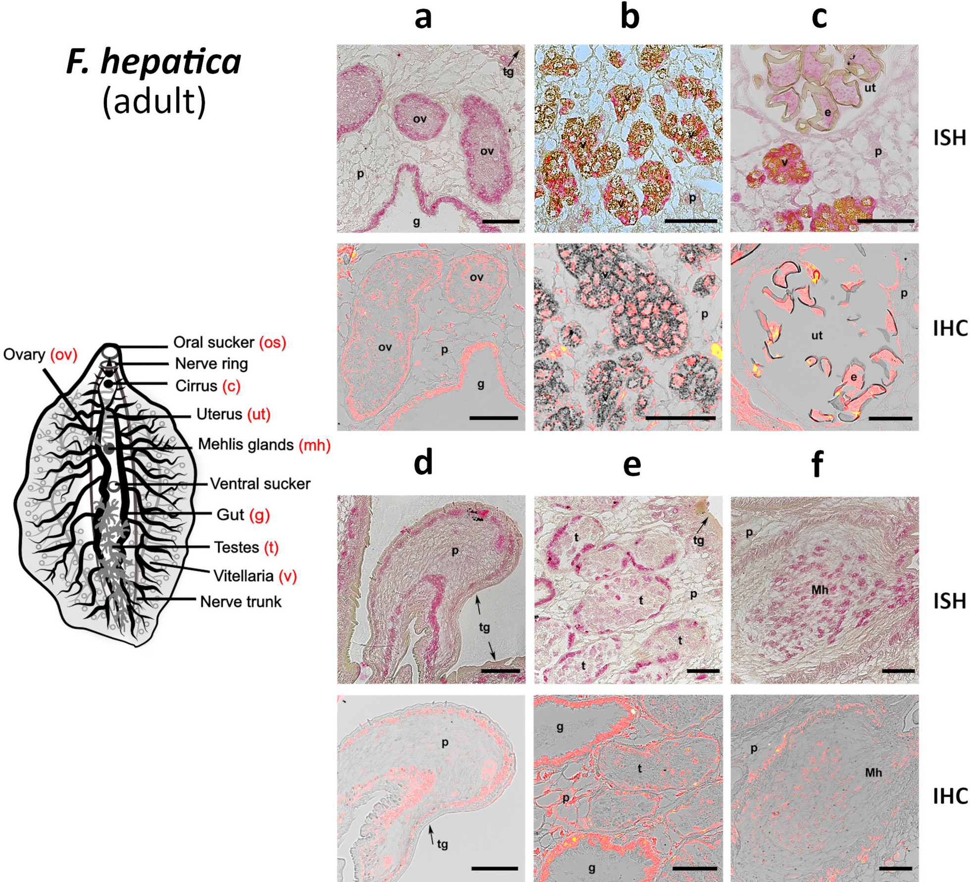 Fig. 7