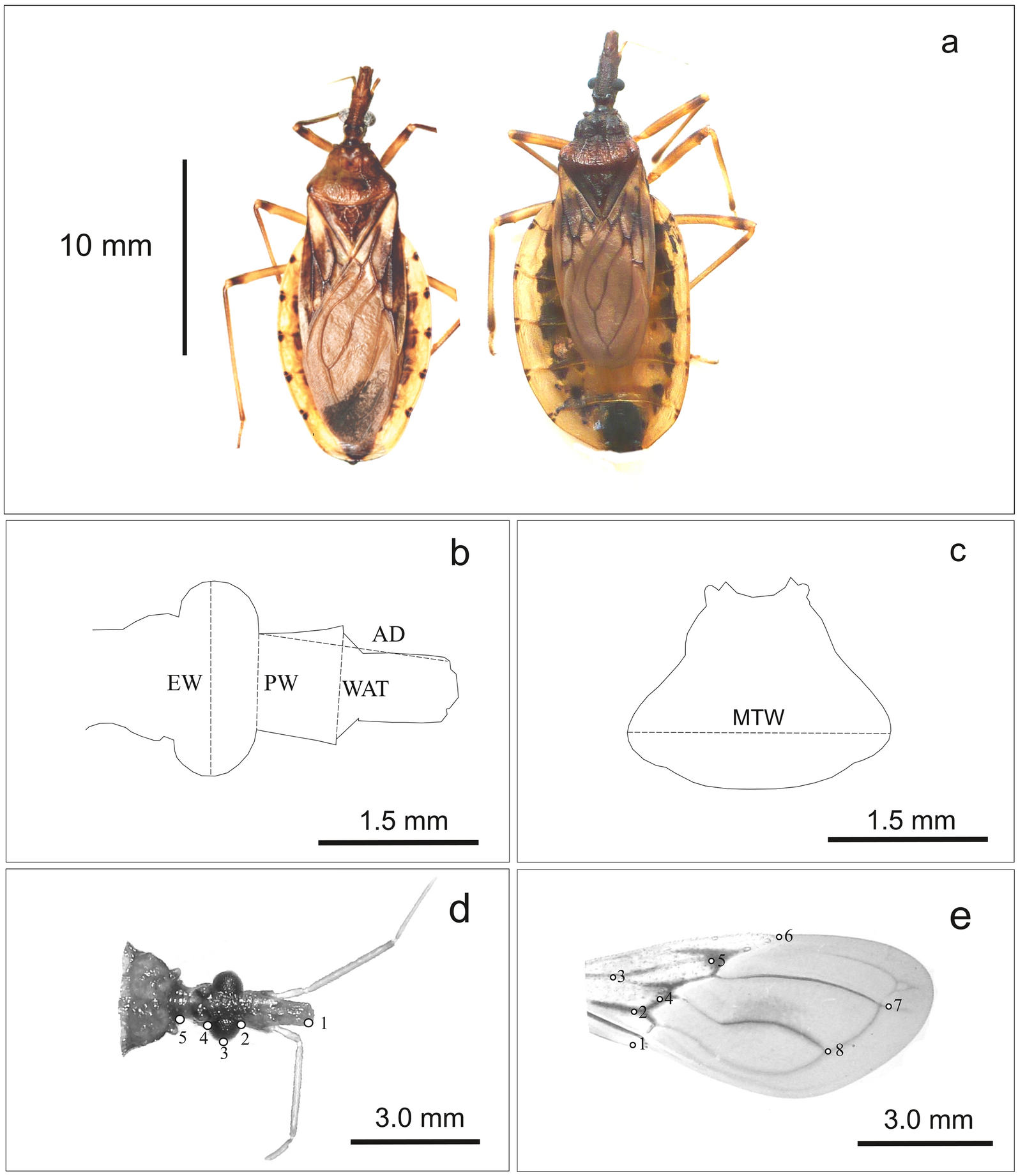 Fig. 2