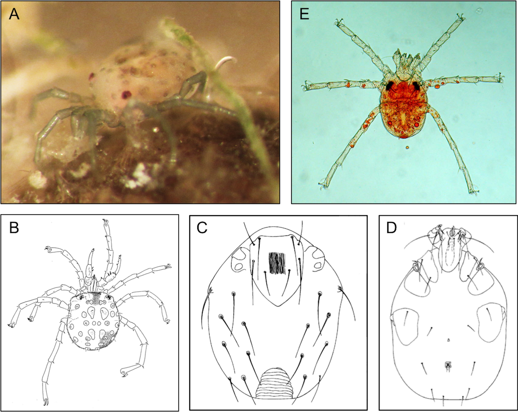 Fig. 3