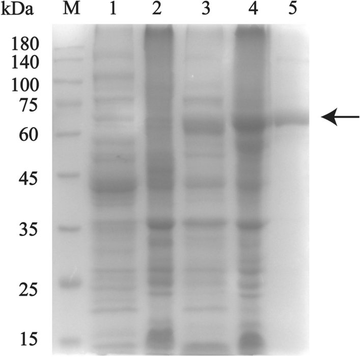 Fig. 3