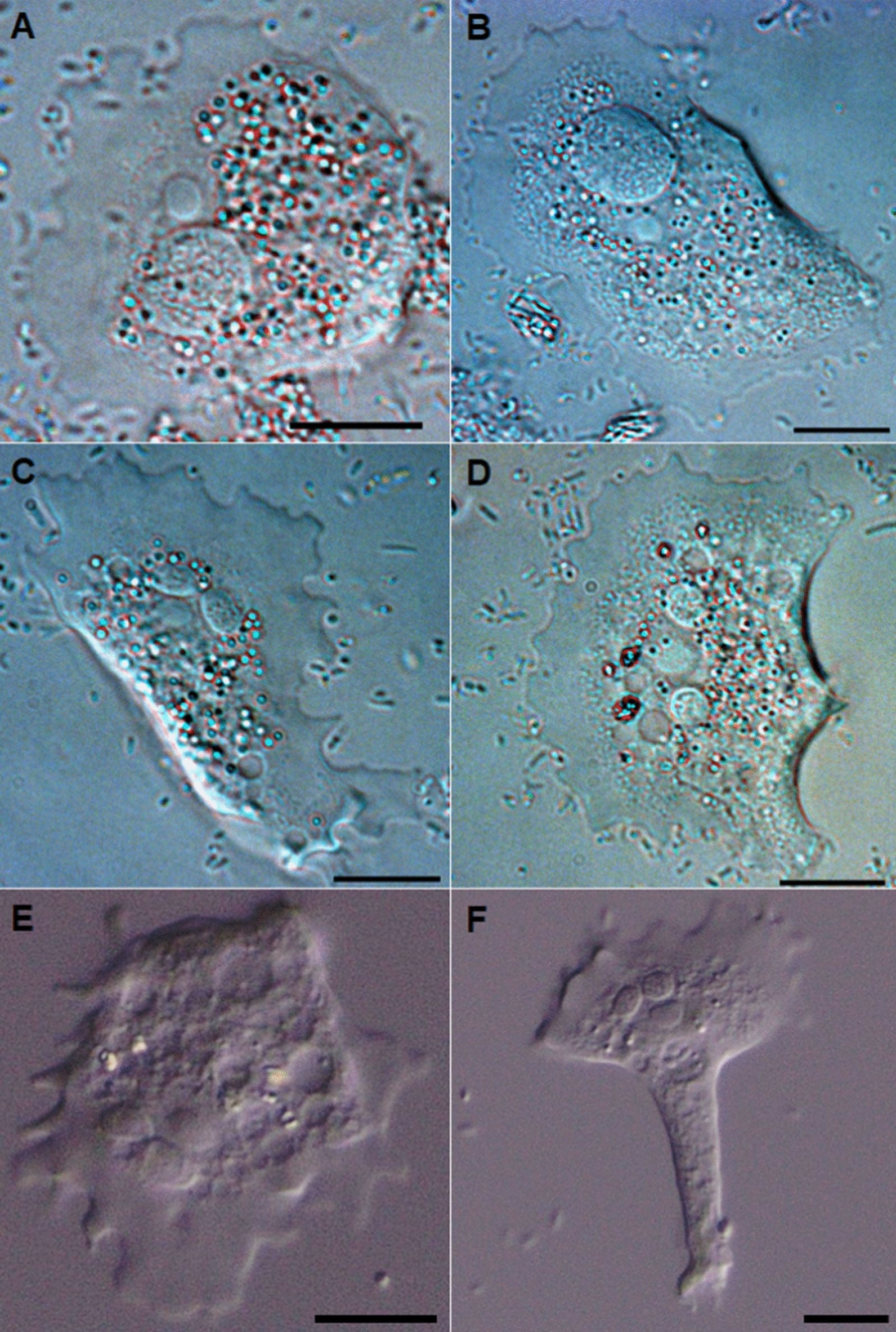 Fig. 1 a–f