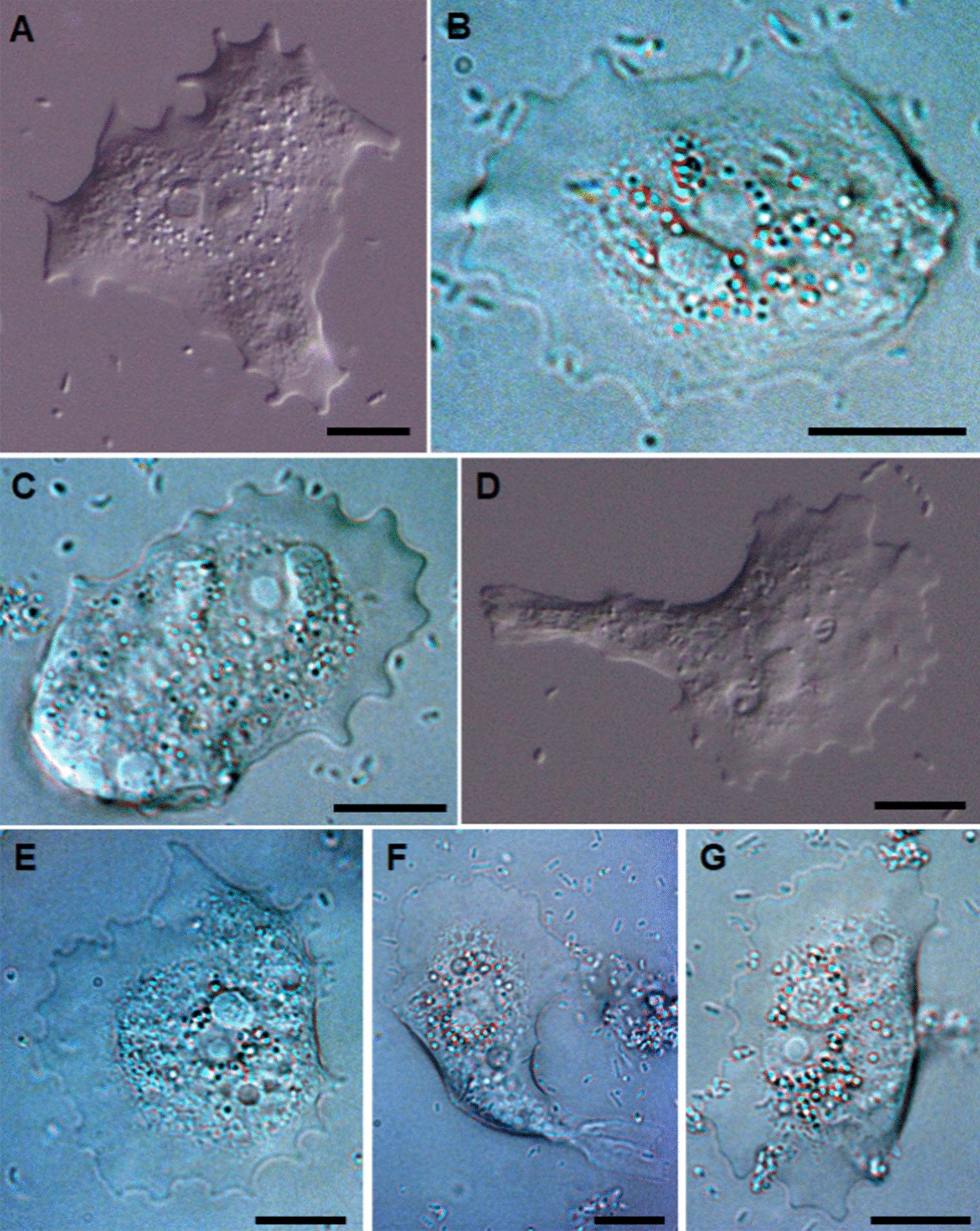 Fig. 2 a–g