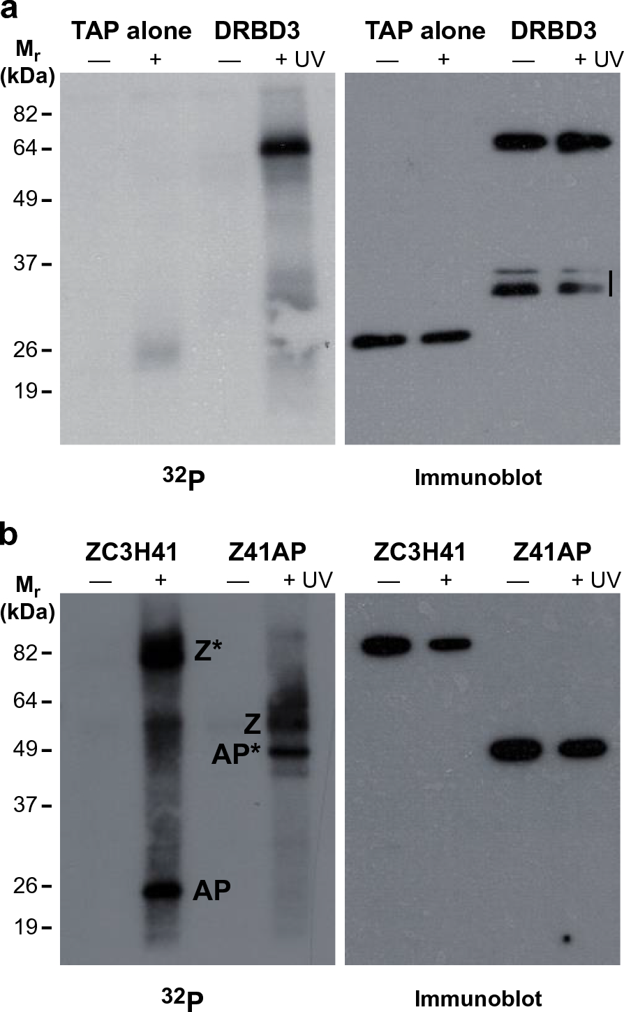 Fig. 3a, b