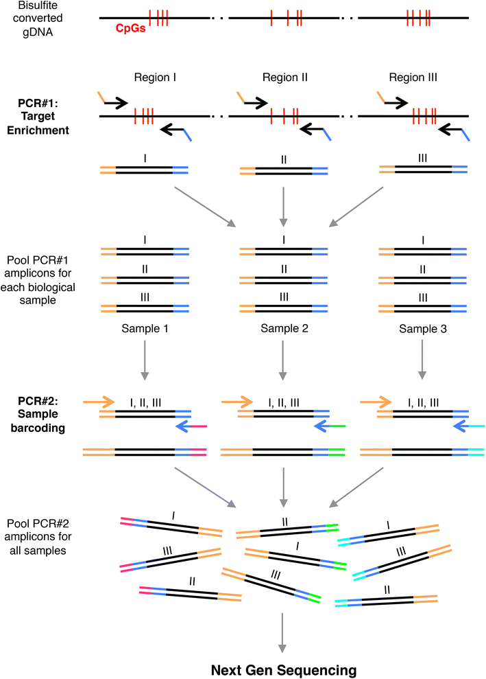 The Bispcr 2 Method For Targeted Bisulfite Sequencing Epigenetics Chromatin Full Text