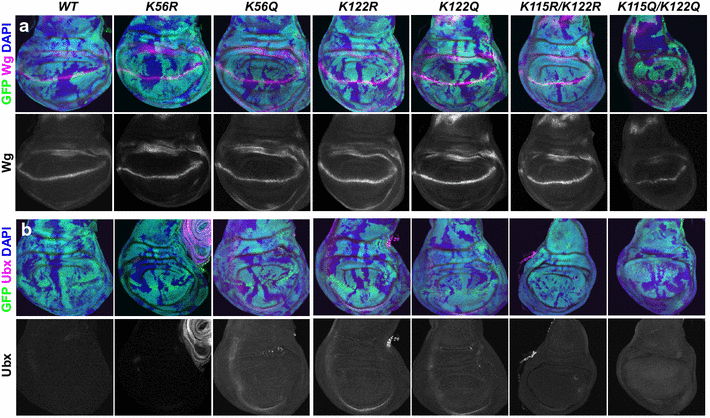 Fig. 4