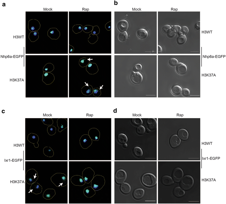 Fig. 2