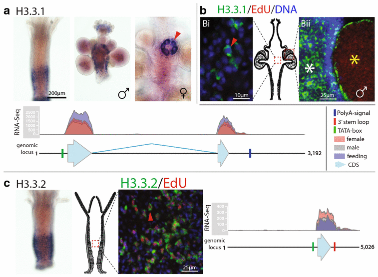 Fig. 6